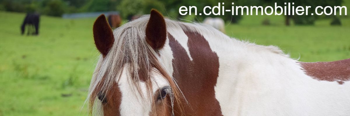 en.cdi-immobilier.com